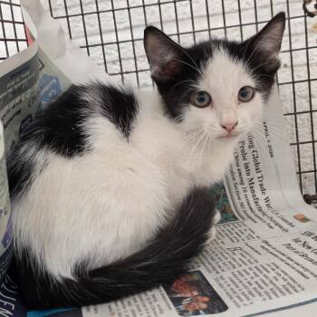 Silvester -  Domestic Short Hair Cat for Adoption in Edinburg, Texas - Silvester | PetCurious