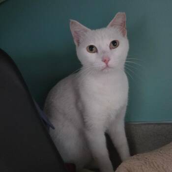 Domestic Short Hair Cats Available for Adoption in Buffalo, New York - MILDRED | PetCurious