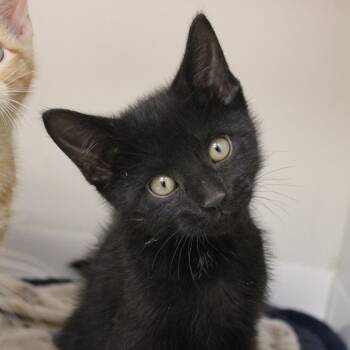 Domestic Short Hair Cats Available for Adoption in Champaign, Illinois - Olive | PetCurious