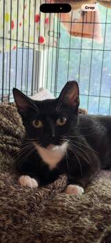 Wanda Walrus -  Domestic Short Hair Cat for Adoption in Buffalo, New York - Wanda Walrus | PetCurious