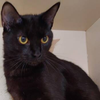 Blinky -  Domestic Short Hair Cat for Adoption in Dayton, Ohio - Blinky | PetCurious
