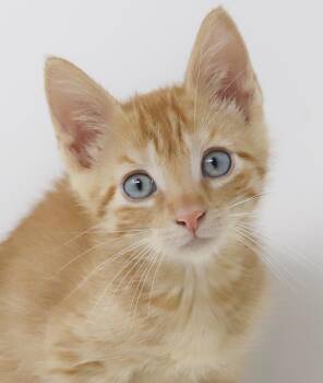 Mumble is well... a mush - Silly name for a cuddlebug angel - BL -  Tabby and Maine Coon Cat for Adoption in Bedford Hills, New York - Mumble Is Well... A Mush - Silly Name For A Cuddlebug Angel - BL | PetCurious