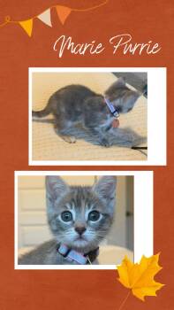 Marie Purrie -  Tabby Cat for Adoption in Pasco, Washington - Marie Purrie | PetCurious
