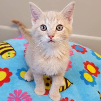 Neil -  Domestic Short Hair Cat for Adoption in Marshfield, Wisconsin - Neil | PetCurious