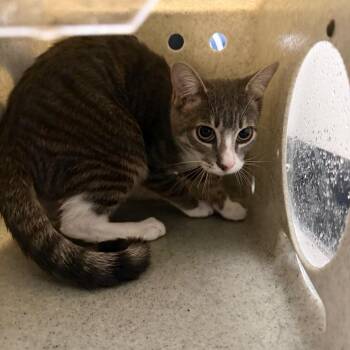 Kyan -  Domestic Short Hair Cat for Adoption in Philadelphia, Pennsylvania - Kyan | PetCurious
