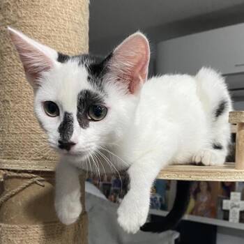 Cedar -  Domestic Short Hair Cat for Adoption in Los Angeles, California - Cedar | PetCurious