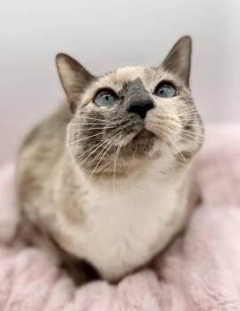 Katara -  Siamese Cat for Adoption in Covington, Louisiana - Katara | PetCurious