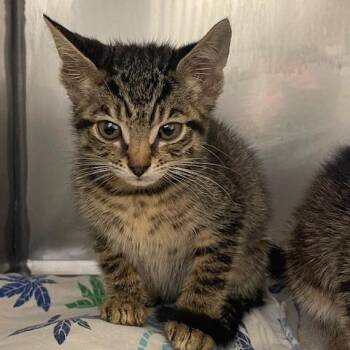 Domestic Short Hair Cats Available for Adoption in Lake Panasoffkee, Florida - Danielle | PetCurious