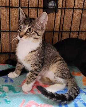 Hazelnut -  Tabby Cat for Adoption in Linden, New Jersey - Hazelnut | PetCurious