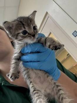 BonBon -  Domestic Short Hair Cat for Adoption in Honolulu, Hawaii - BonBon | PetCurious