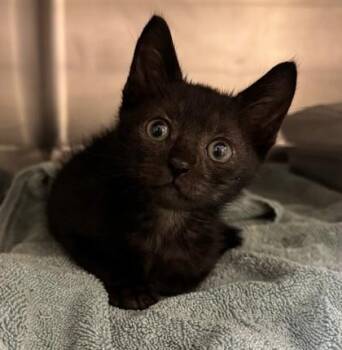 Cracker Jack -  Domestic Short Hair Cat for Adoption in Honolulu, Hawaii - Cracker Jack | PetCurious