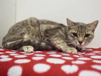 Domestic Short Hair Cats Available for Adoption in Sacramento, California - LEIGH | PetCurious
