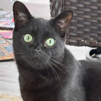 Wolfie -  Domestic Short Hair Cat for Adoption in Goshen, Indiana - Wolfie | PetCurious
