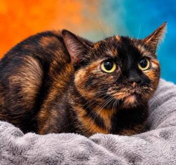 Pascal -  Domestic Short Hair Cat for Adoption in West Chester, Pennsylvania - Pascal | PetCurious