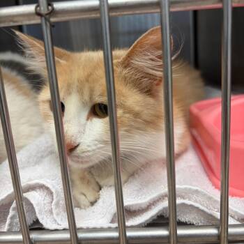 Domestic Medium Hair Cats Available for Adoption in Ardmore, Oklahoma - Mango | PetCurious