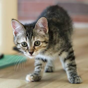 Sandy -  Domestic Short Hair Cat for Adoption in Topeka, Kansas - Sandy | PetCurious