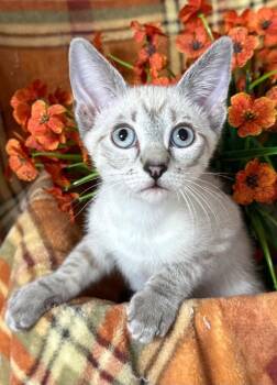 6/2/26 Baylor -  Domestic Short Hair Cat for Adoption in Stillwater, Oklahoma - 6/2/26 Baylor | PetCurious