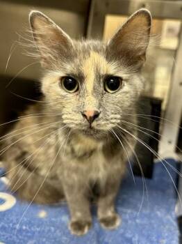 Ramona -  Domestic Medium Hair Cat for Adoption in Wichita, Kansas - Ramona | PetCurious