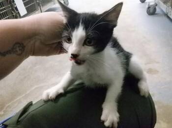 Domestic Short Hair Cats Available for Adoption - JUNEBUG | PetCurious
