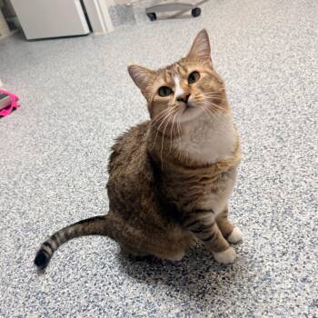 Domestic Short Hair Cats Available for Adoption - Sister | PetCurious