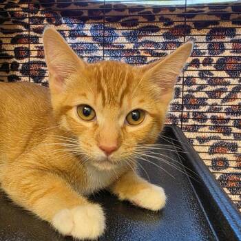 Leo -  Domestic Short Hair Cat for Adoption in Desert Hot Springs, California - Leo | PetCurious