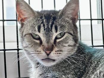 Domestic Short Hair Cats Available for Adoption in Winton, North Carolina - Frannie | PetCurious