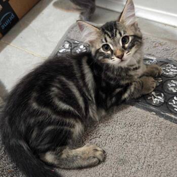 Rescue Domestic Short Hair Cats for Adoption in Fayetteville, Arkansas - Phoenix | PetCurious