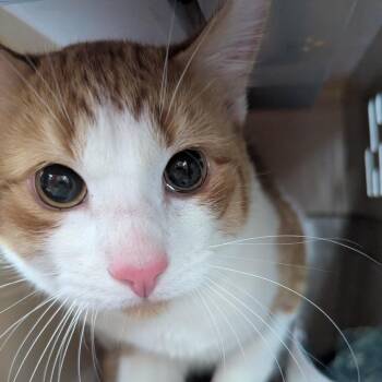 Domestic Short Hair Cats Available for Adoption - Charlie | PetCurious