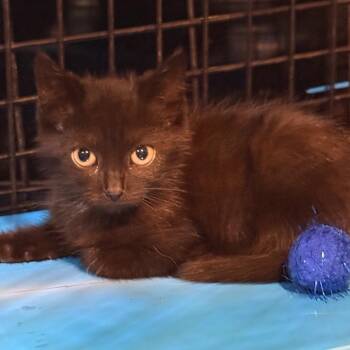 Tupac -  Domestic Medium Hair Cat for Adoption in Cumming, Georgia - Tupac | PetCurious