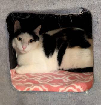 Lucipurr -  Domestic Short Hair Cat for Adoption in Tucson, Arizona - Lucipurr | PetCurious