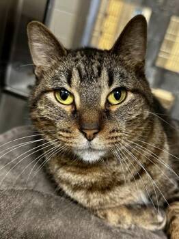 Domestic Short Hair Cats Available for Adoption - Guapo | PetCurious