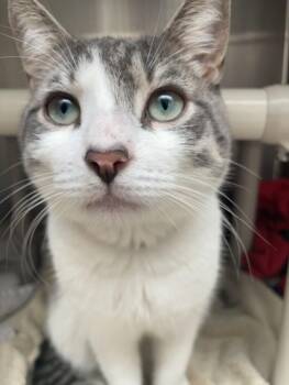 SMILEY -  Domestic Short Hair Cat for Adoption in Derwood, Maryland - SMILEY | PetCurious