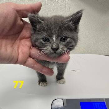 Quyo -  Domestic Short Hair Cat for Adoption in Los Angeles, California - Quyo | PetCurious