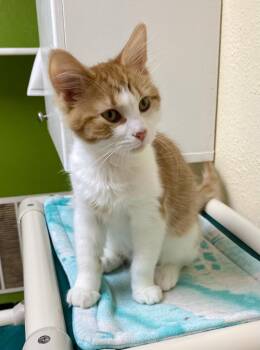 Red -  Domestic Medium Hair and Tabby Cat for Adoption in Fargo, North Dakota - Red | PetCurious
