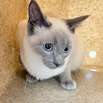 Domestic Short Hair Cats Available for Adoption in Philadelphia, Pennsylvania - Lolli | PetCurious