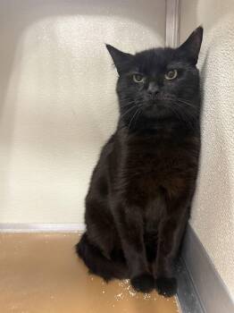 Reel Pull -  American Shorthair Cat for Adoption in Maidens, Virginia - Reel Pull | PetCurious