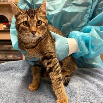Turnip - Barn Cat -  Domestic Short Hair Cat for Adoption in Flagstaff, Arizona - Turnip - Barn Cat | PetCurious