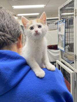 Donald -  Domestic Short Hair Cat for Adoption in Alexandria, Virginia - Donald | PetCurious