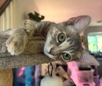 Rosie -  Torbie and Domestic Short Hair Cat for Adoption in Mission Viejo, California - Rosie | PetCurious