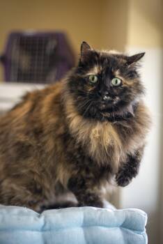 Domestic Long Hair Cats Available for Adoption in Gunnison, Colorado - Clementine | PetCurious