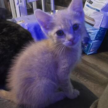 Fergus C11000 -  Domestic Short Hair Cat for Adoption - Fergus C11000 | PetCurious