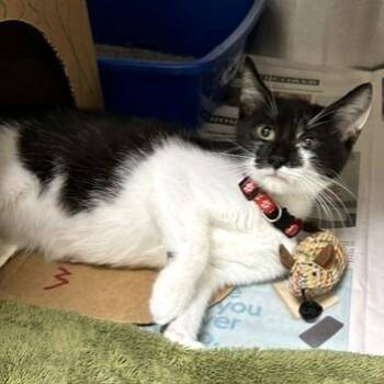 Wallie -  Domestic Short Hair Cat for Adoption - Wallie | PetCurious