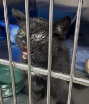 Anders ( prev Schaeffer) -  Domestic Short Hair Cat for Adoption in Ferndale, Michigan - Anders ( Prev Schaeffer) | PetCurious