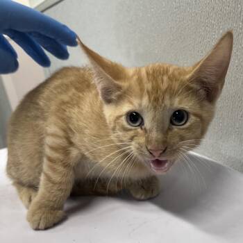 Tango -  Domestic Short Hair Cat for Adoption in Tampa, Florida - Tango | PetCurious