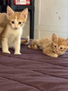 Fanta Orange -  Domestic Short Hair Cat for Adoption in Daytona Beach, Florida - Fanta Orange | PetCurious