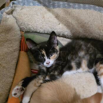 Melody -  Domestic Short Hair and Calico Cat for Adoption in Mastic, New York - Melody | PetCurious