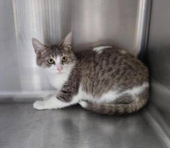 Domestic Short Hair Cats Available for Adoption in Tulare, California - Bobbie | PetCurious