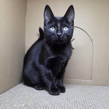 Haze (Pre-adoption) -  Domestic Short Hair Cat for Adoption in Chilliwack, British Columbia - Haze (Pre-adoption) | PetCurious