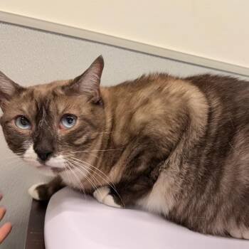 Button -  Domestic Medium Hair Cat for Adoption in Tampa, Florida - Button | PetCurious