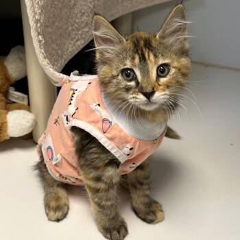 Sassy -  Domestic Long Hair and Domestic Short Hair Cat for Adoption in Woodinville, Washington - Sassy | PetCurious